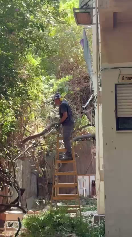 גיזום עצים ודילול צמחייה בחזית בניין משותף בתל אביב